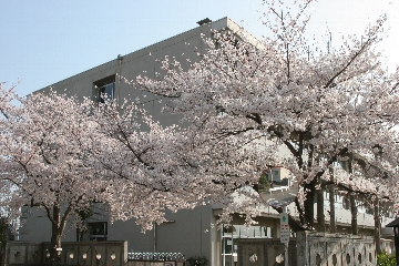 正門の桜