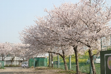 校庭東側に咲く桜