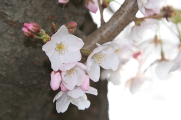 桜とつぼみ