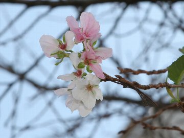 色づく桜