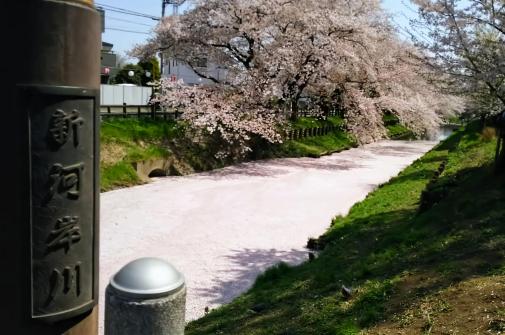 0131桜の花びらで一面ピンクになった新河岸川