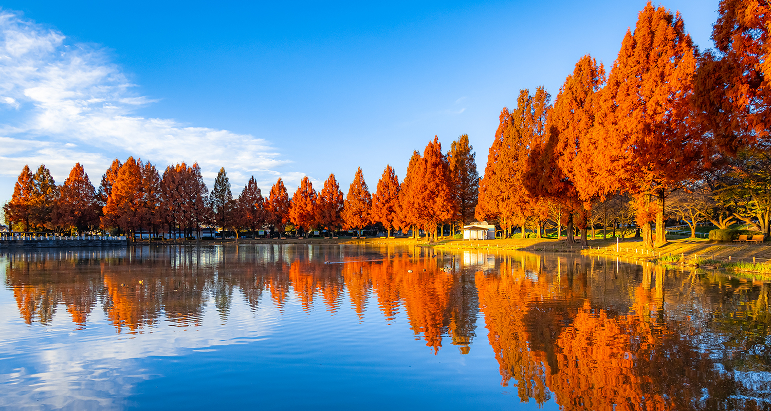 写真:川越水上公園のメタセコイア
