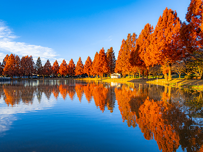 写真:川越水上公園のメタセコイア