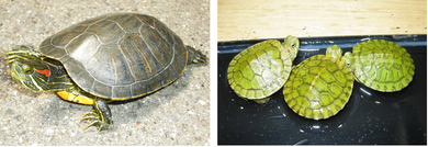 写真：アカミミガメの成体と幼体