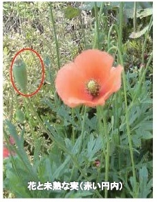 写真：ナガミヒナゲシの花と未熟な実
