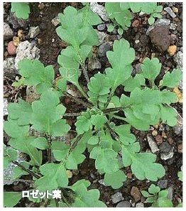 写真：ナガミヒナゲシのロゼット葉