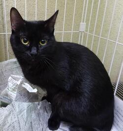 写真：R5ー猫No25