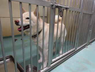 写真：R5ー犬No.8