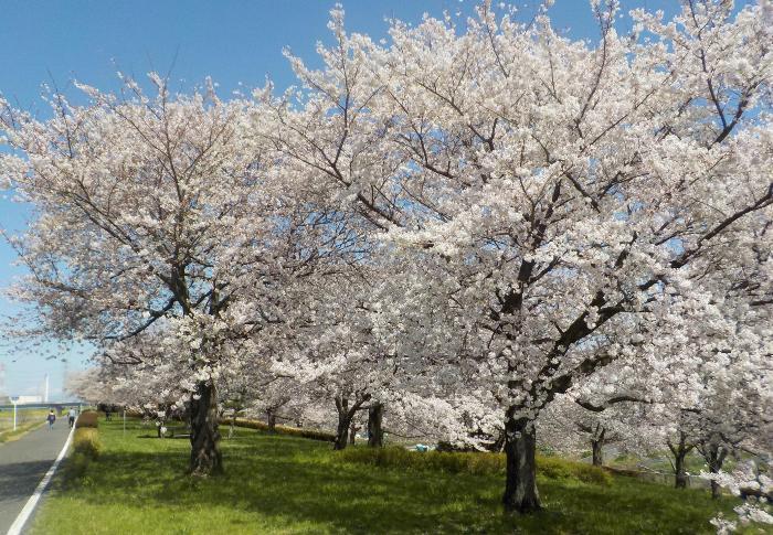 写真:桜づつみ