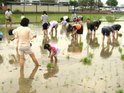 写真：田植え体験