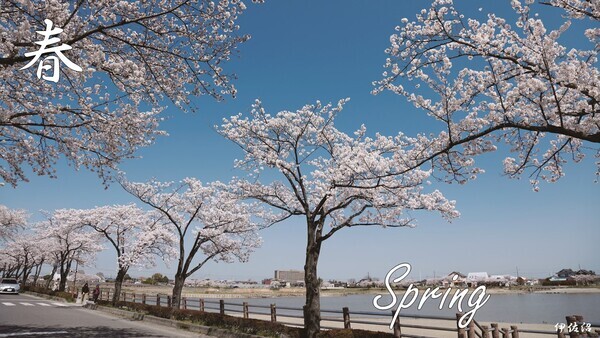 写真：春（桜が満開の様子）