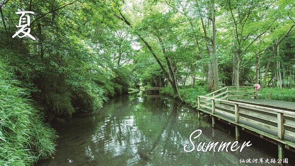 写真：夏（新緑が青々しい様子）