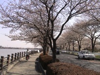 写真：伊佐沼西岸の桜並木