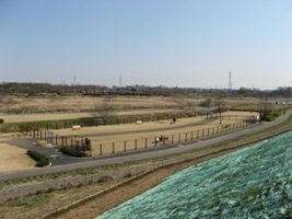 写真：ドッグラン全景