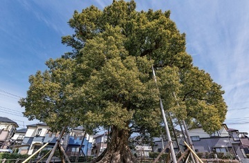 写真:並木大クス公園のクスノキ