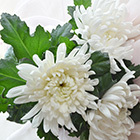 画像：菊の花