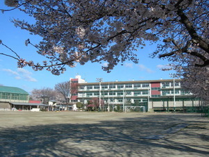 写真：桜と校舎