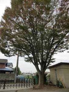 写真:大けやき
