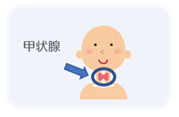 甲状腺の位置のイラスト