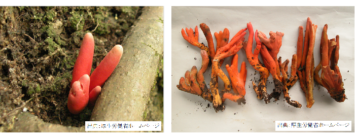 カエンタケの写真