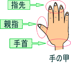 イラスト：手の甲