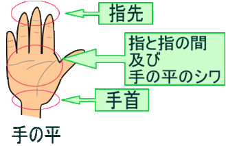 イラスト：手の平