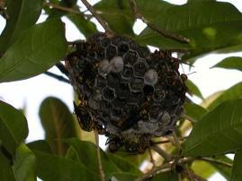 写真：アシナガバチの巣
