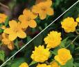 市の花山吹の写真