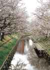 写真：新河岸川桜並木
