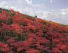 写真：入間川曼珠沙華