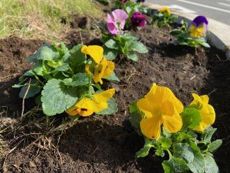 写真：花壇2