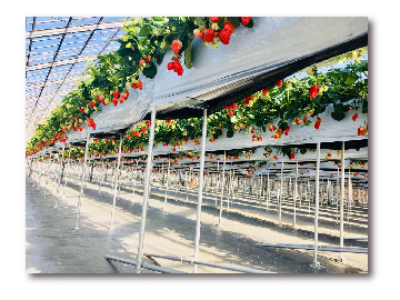 写真：いちご農園
