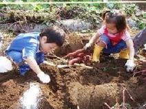 写真：いも掘り