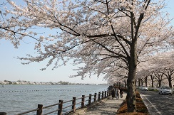 写真：伊佐沼と桜並木