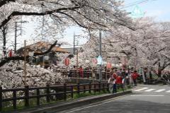 写真：新河岸川の桜
