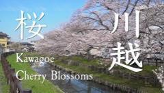 動画サムネイル:新河岸川河畔桜並木ドローン空撮映像