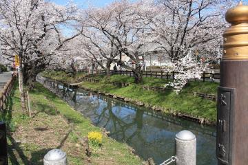 写真：新河岸川河畔桜並木