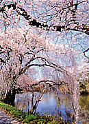 写真：棚倉城跡