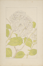 写真:紫陽花(『非水百花譜』原画)
