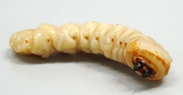 写真：クビアカツヤカミキリの幼虫