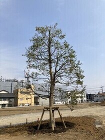 くすのき
