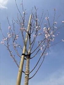 じんだいあけぼの