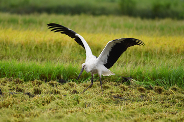 写真：羽ばたくコウノトリ