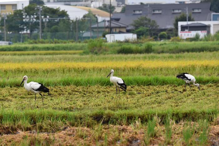 写真：飛来したコウノトリ