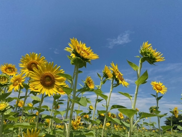 写真:コスモスの様子1