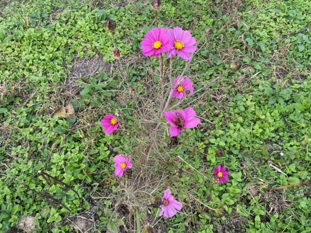 写真：コスモスの様子1