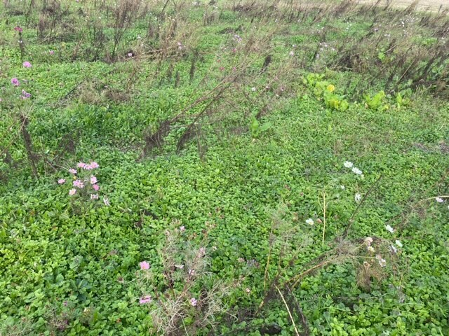 写真：コスモスの様子2