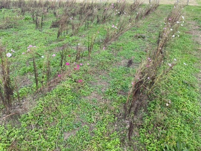 写真：コスモスの様子3