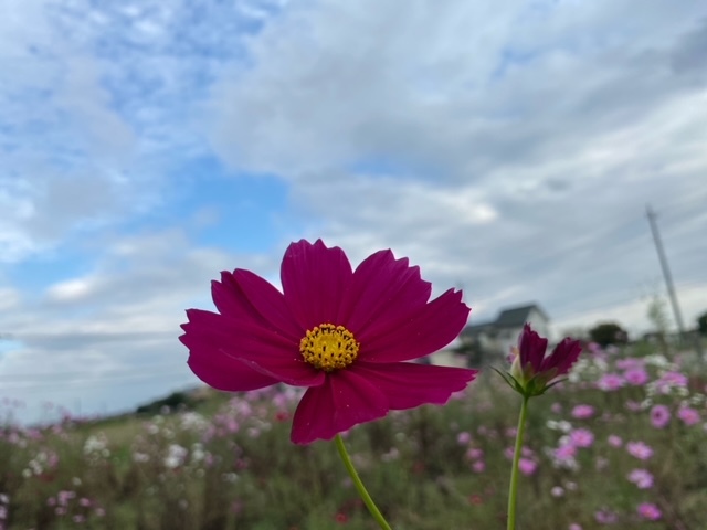 写真:コスモスの様子2