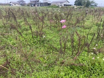 写真：コスモスの様子1